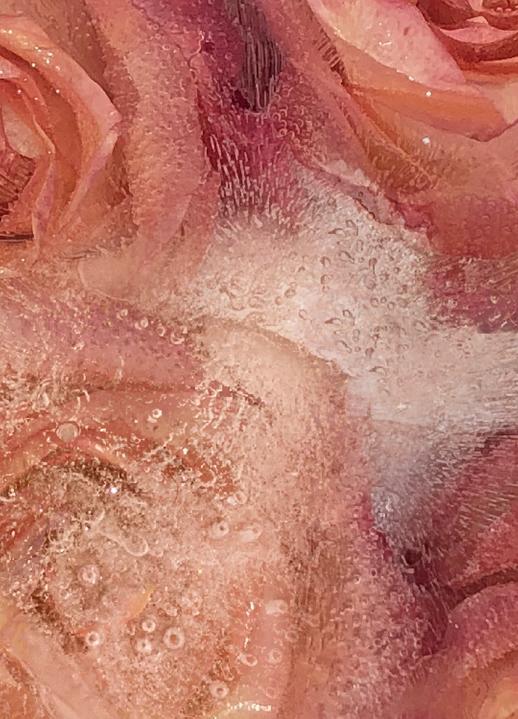 Rose Struck