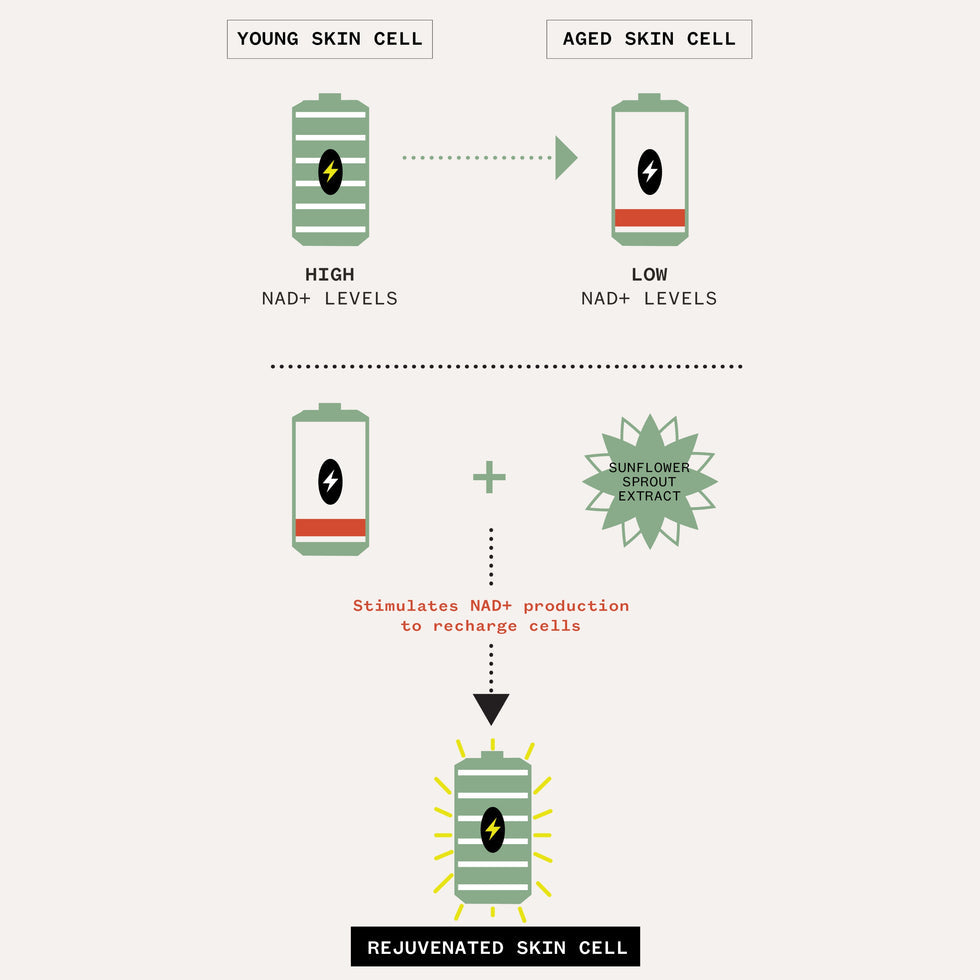 Renewal Serum NAD + TriPeptide